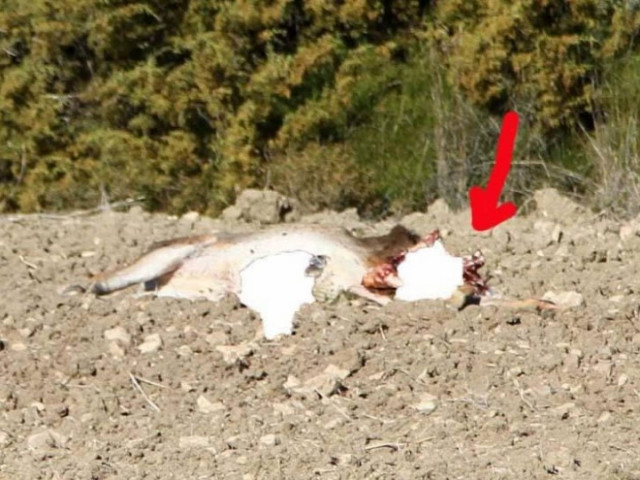 Εικόνα-ΣΟΚ: Αποκεφάλισαν ελάφι στην Ρόδο