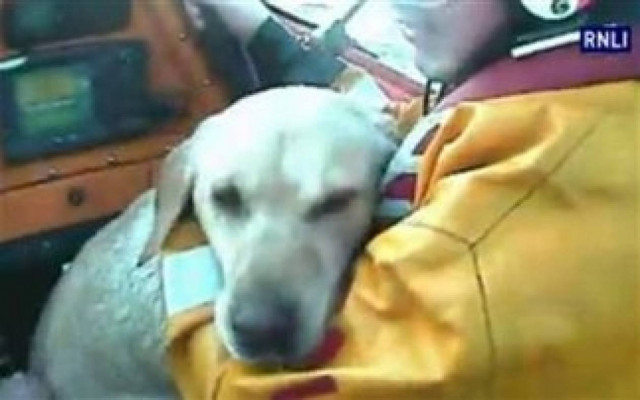 Βίντεο: Δραματική διάσωση σκύλου μέσα από τη θάλασσα