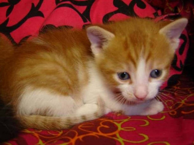 Πράξη αγάπης: Καταφύγιο αδέσποτων ζώων στην Αλεξανδρούπολη