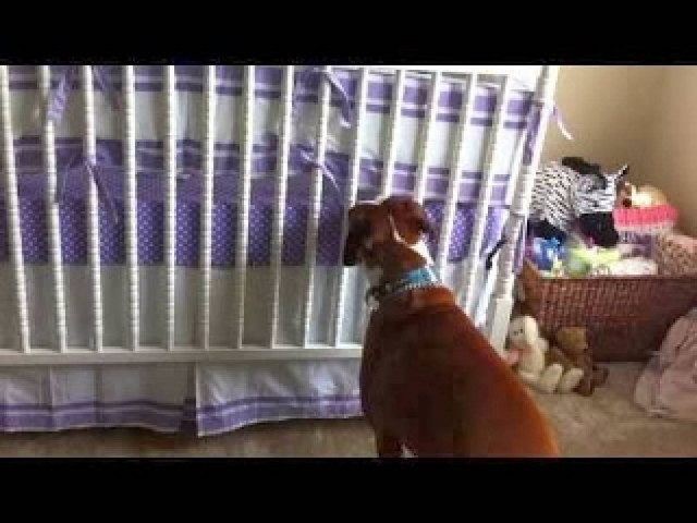 Αυτό το boxer είναι η πιο γλυκιά babysitter που έχετε δει ποτέ (vid)