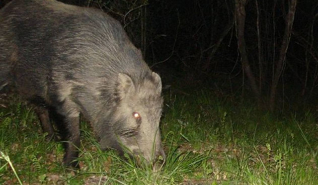 Συναγερμός στην Ιταλία για ραδιενεργά αγριογούρουνα