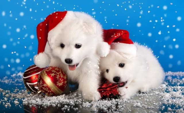 Κουτάβια και Χριστούγεννα: Δάκρυα και χαμόγελα...