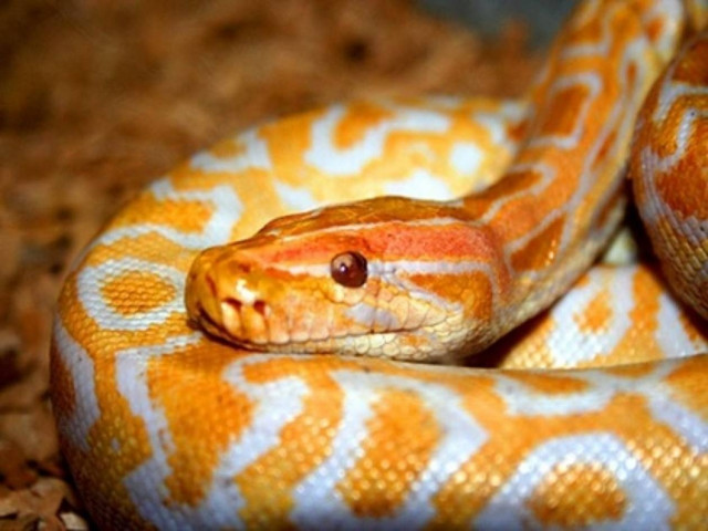 Πύθωνας σκότωσε φύλακα ξενοδοχείου