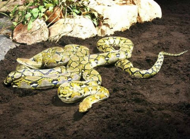 ΣΟΚ: Πύθωνας σκότωσε φύλακα σε πολυτελές ξενοδοχείο