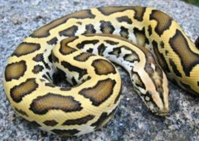 Πύθωνας στραγγάλισε φρουρό ασφαλείας