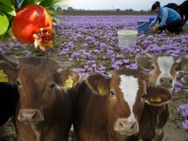 Πέντε «πράσινα» χωριά νίκησαν την ανεργία!