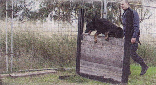 Αυτά είναι τα τετράποδα κομάντο της ΕΛ.ΑΣ. που μυρίζουν τα εγκλήματα!