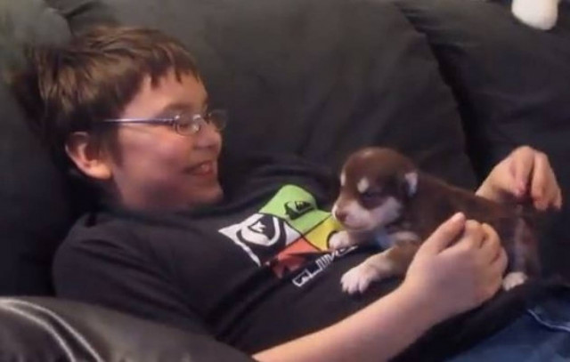 Μαγικό video : Παιδάκι μαθαίνει σε 20 ημερών husky να ουρλιάζει!