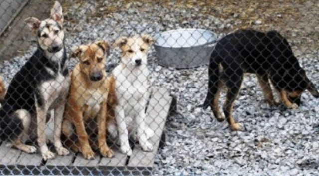 Πληθαίνουν οι καταγγελίες στη Κύπρο για κακομεταχείριση ζώων