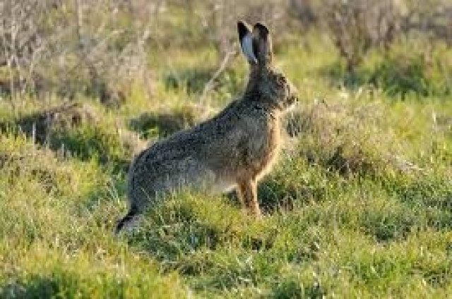 Κρήτη: Ο λαγός του έβαλε ... χειροπέδες!