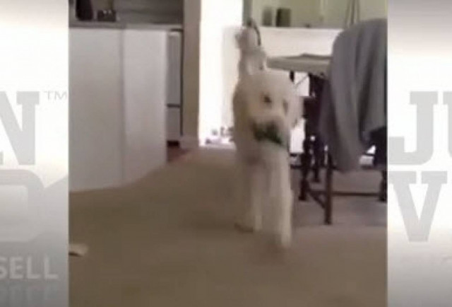 Σκύλε... φέρε μου μια μπύρα! (βίντεο)