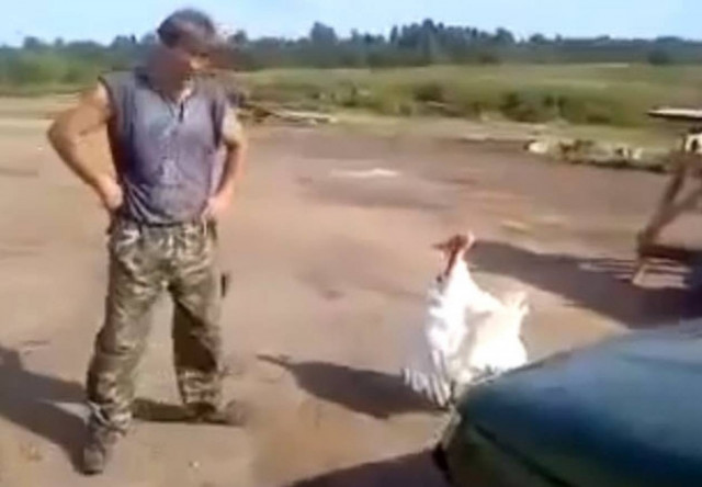 Ήθελε να πειράξει την γαλοπούλα αλλά το έβαλε στα πόδια (βίντεο)