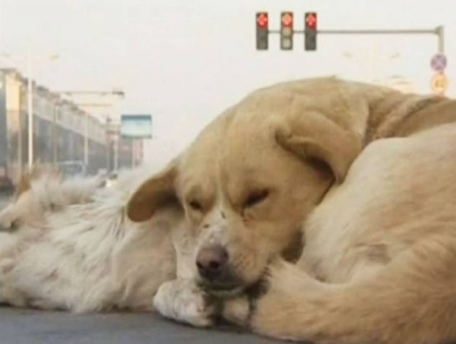 Σκύλος αρνείται να εγκαταλείψει το νεκρό φίλο του! (vid)