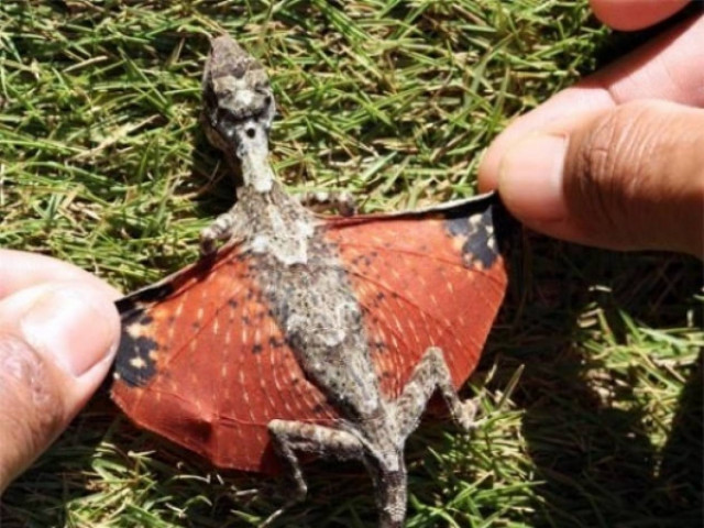 ΔΕΙΤΕ: Βρέθηκε ιπτάμενος δράκος στην Ινδονησία!