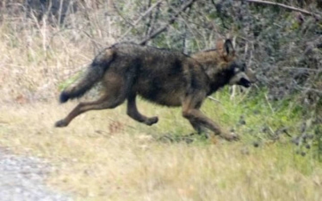 Είδαν λύκο στον Αλιάκμονα
