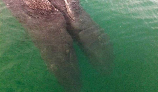 Καλιφόρνια: Σιαμαία δίδυμα της γκρίζας φάλαινας