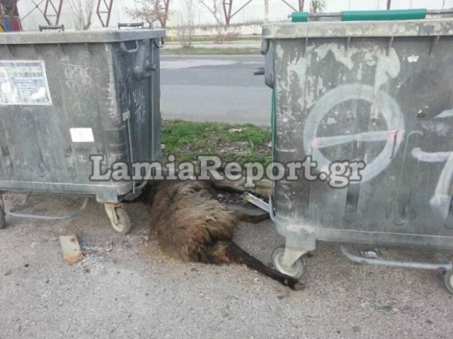 Eικόνες-ΣΟΚ: Πέταξαν νεκρό πρόβατο στον δρόμο