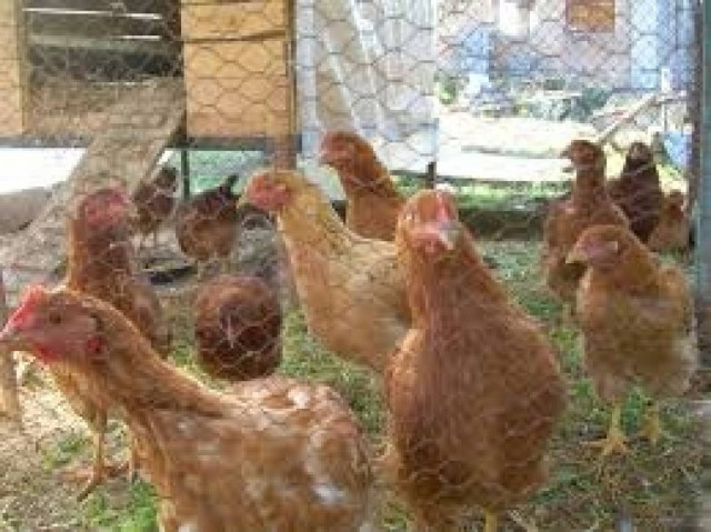 Τρίκαλα: Πήγε να ταΐσει τις κότες του και έπαθε σοκ!