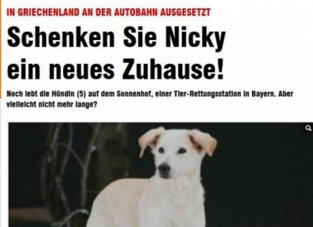 Bild: Η έλλειψη ευαισθησίας των Ελλήνων με τα αδέσποτα ζώα