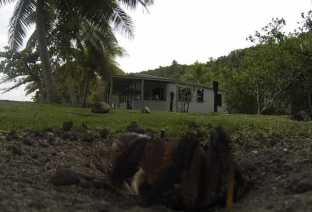 Δείτε καβούρι να κλέβει κάμερα (Βίντεο)