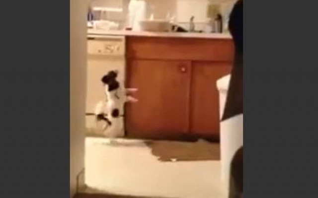 Σκύλος... έτοιμος για το «Dancing» (βίντεο)