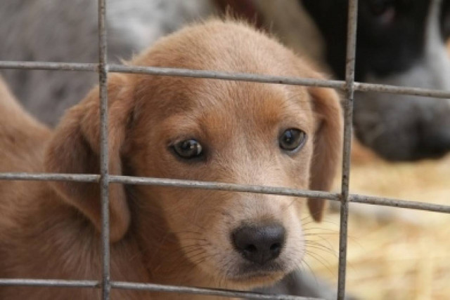 Πετάνε στο δρόμο τα κατοικίδια τους