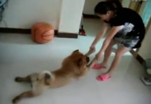 Όταν ο σκύλος δεν θέλει να κάνει μπάνιο... το κάνει με ηρωικό τρόπο!