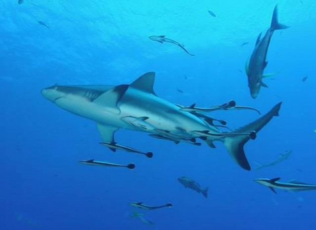 Οι μεγάλοι λευκοί καρχαρίες ζουν 70 κι όχι 30 χρόνια