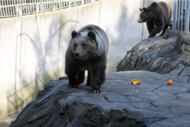 Αρκτούρος: Όχι σε παραστάσεις σε ζωολογικούς κήπους
