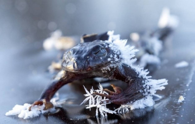 Ο βάτραχος που πάγωσε αναζητώντας ταίρι (pics)