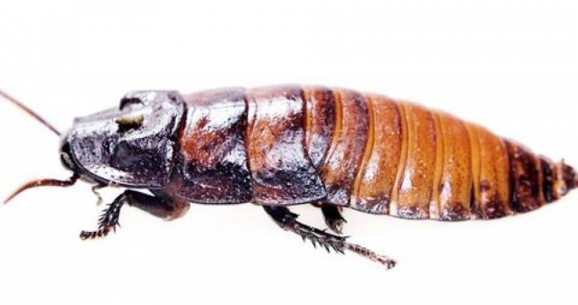 ΦΡΙΚΗ: Γιατροί έβγαλαν από το αυτί του μια κατσαρίδα!