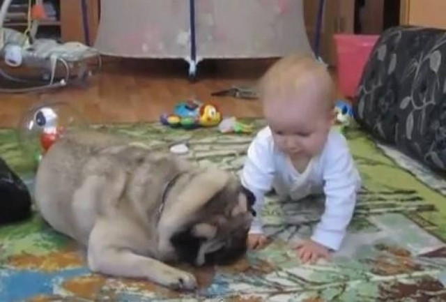Μωρό και σκύλος διεκδικούν ένα μπισκότο (video)