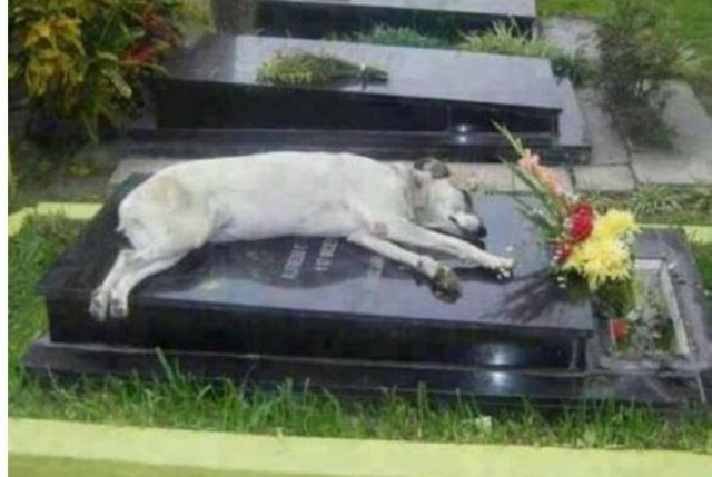 Σκύλος κοιμάται κάθε μέρα επί 7 χρόνια στο μνήμα του αφεντικού του!