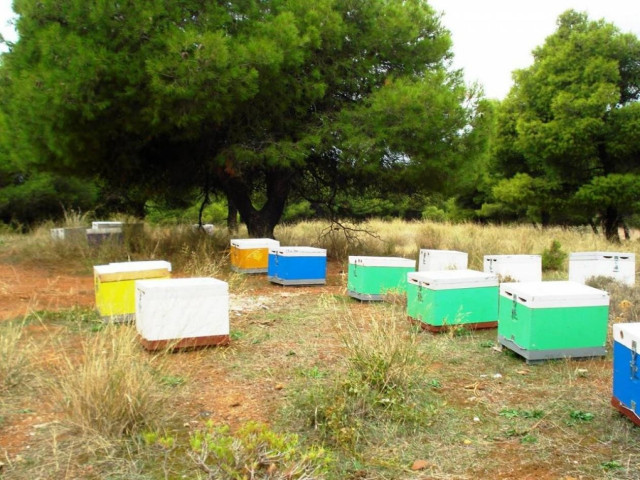 Bέροια: 40χρονος «έβαλε στο μάτι» τις μέλισσες και τις έκλεψε!