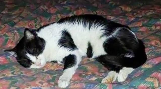 Κύπρος: 4.000 ευρώ σε όποιον βρεί ποιος κακοποίησε γάτο!