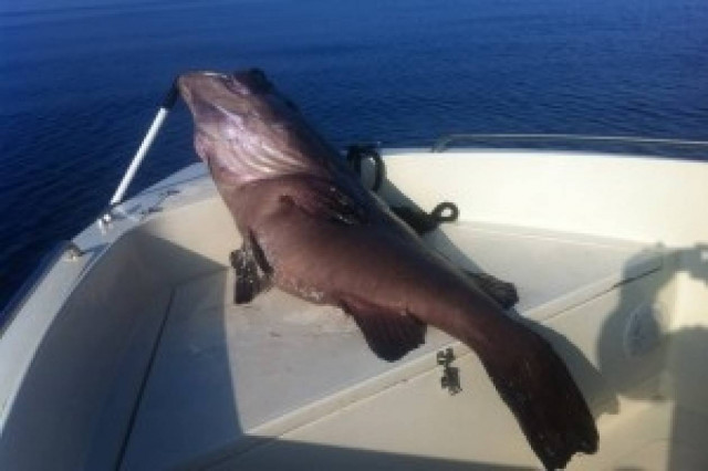 Μύκονος: Πήγε για μπαλάδες και έπιασε ένα ψάρι 50 κιλών (pic)