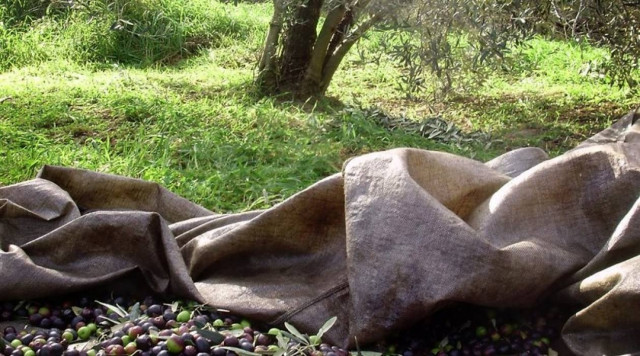 Από τη Μελβούρνη στη Μεσσηνία για να καλλιεργήσει τα χωράφια του!