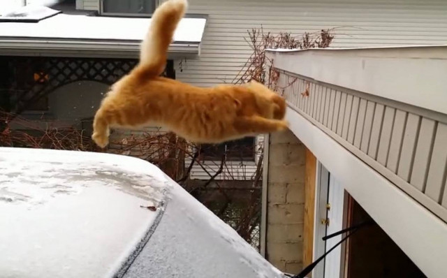 Το fail άλμα της γάτας (βίντεο)