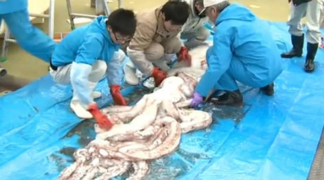 Γιγάντιο καλαμάρι αλιεύτηκε στην Ιαπωνία (vid)