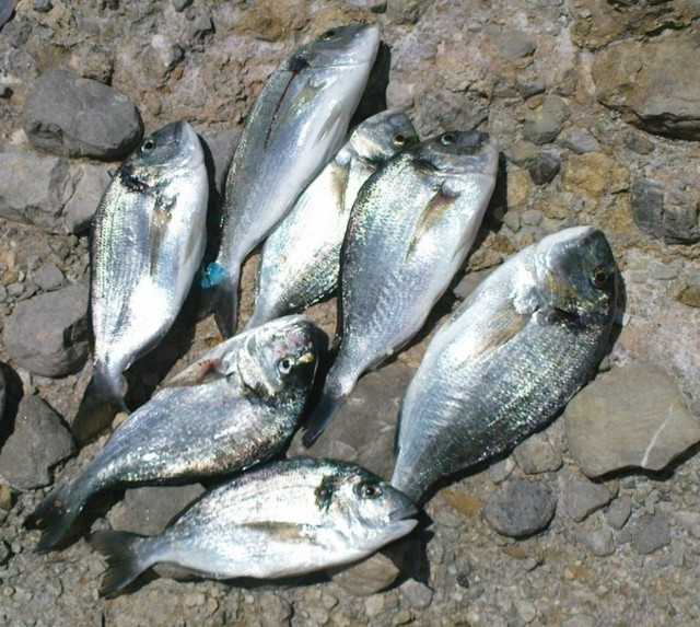 Καταδικάστηκαν γιατί έκλεψαν τσιπούρες!