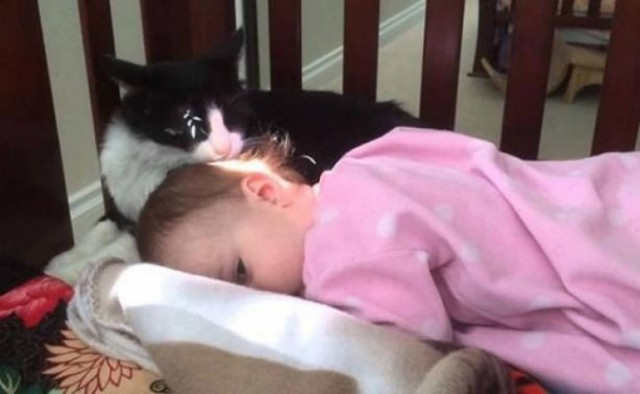 Η γάτα που μπέρδεψε το παιδί με το γατάκι της (vid)