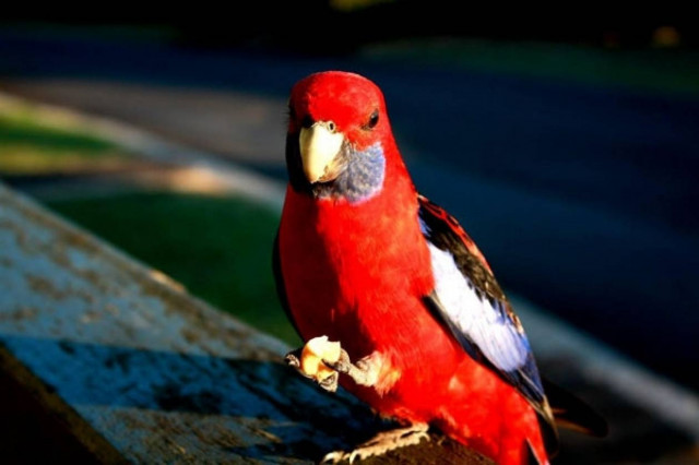 O παπαγάλος «κάρφωσε» ότι... οδηγούσε μεθυσμένος!