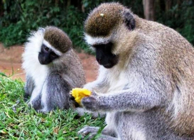 Τους κακούς και εγωιστές ανθρώπους  τους αποφεύγουν οι... πίθηκοι!