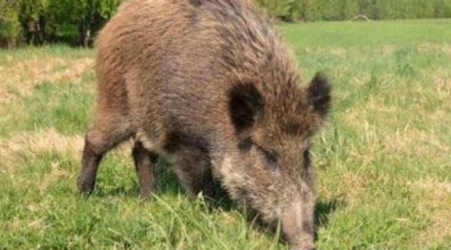 Λάρισα: Αγριογούρουνο τραυμάτισε κυνηγό