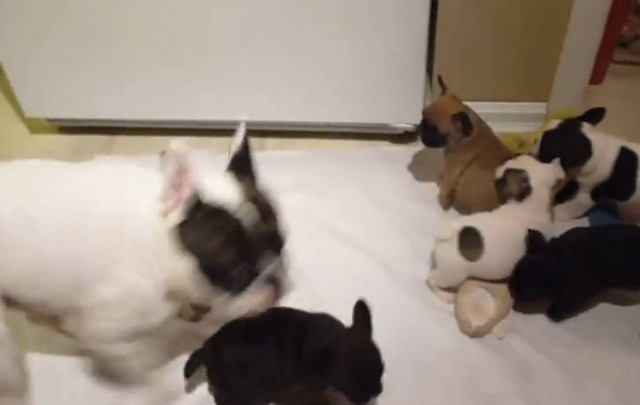 Για τους σκύλους είναι ώρα για παιχνίδι (βίντεο)