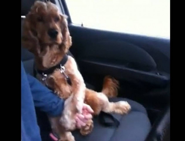 Ο σκύλος που θέλει να του κρατάς το χέρι! (βίντεο)