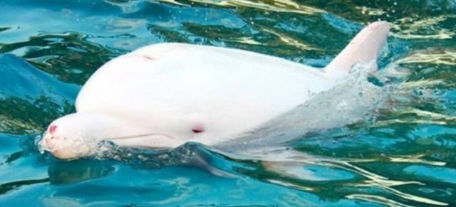 Σε καθηλώνει: Δελφίνι αυτοκτόνησε γιατί αιχμαλώτισαν το παιδί της!