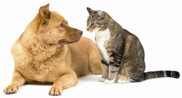 Video κλάαααμα: Η διαφορά ανάμεσα σ έναν σκύλο και μια γάτα