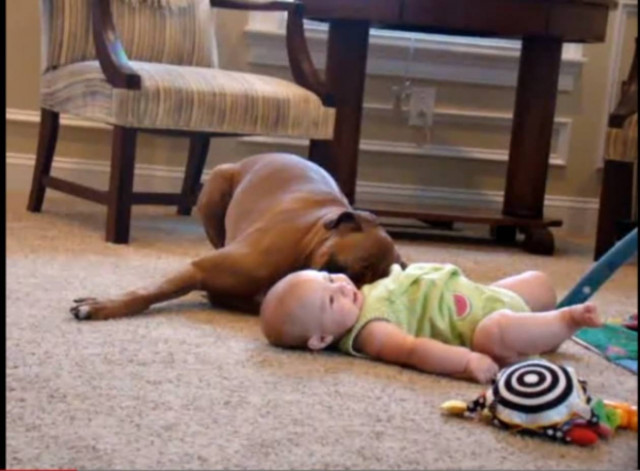 Video: Το πιο γλυκό βίντεο της ημέρας- Σκύλος νταντεύει βρέφος