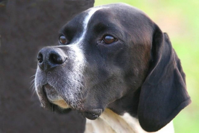 Μεσσηνία: Kυνηγόσκυλο έπαθε ηλεκτροπληξία